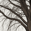 Winter Trees 02 for digital scrpabooking by Vicki Robinson detail image 2