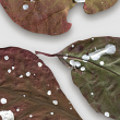 Splattered Leaves for Digital Scrapbooking by Vick Robinson detail 4