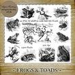 Frogs and Toads by Laurie Ann Phinney