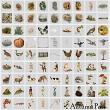 Autumn Past Digital Scrapbook Elements Sheet Preview | Lynne Anzelc