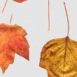 Fall Leaves 4 by Vicki Robinson detail image 2
