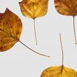 Fall Leaves 4 by Vicki Robinson detail image 3