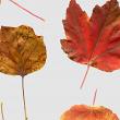 Fall Leaves 4 by Vicki Robinson detail image 4