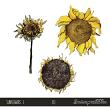 Sarapullka Commercial Use Digital Art Sunflowers Preview 01