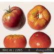 CU Tomatoes 02 Digital Scrapbook Elements Sarapullka Scraps