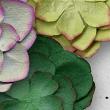 Paper Succulents Vol 1 Digital Art Flowers detail 2