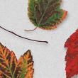 Fall Leaves Vol. 1 digital art pack detail 01