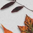 Fall Leaves Vol. 1 digital art pack detail 02
