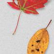 Fall Leaves Vol. 1 digital art pack detail 03