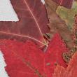 Fall Leaves Vol. 2 detail 03