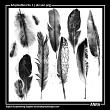 Artsy Feathers Digital Scrapbook Elements