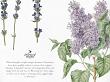 CU Vintage Flora No 4 Blue And Purple Mix by A Whimsical Adventure at Oscraps