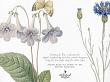 CU Vintage Flora No 4 Blue And Purple Mix by A Whimsical Adventure at Oscraps