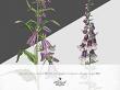 CU Vintage Flora No 4 Blue And Purple Mix by A Whimsical Adventure at Oscraps