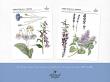 CU Vintage Flora No 4 Blue And Purple Mix by A Whimsical Adventure at Oscraps