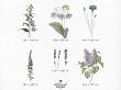 CU Vintage Flora No 4 Blue And Purple Mix by A Whimsical Adventure at Oscraps