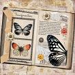 Layout by Betty Jo