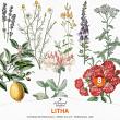 Wheel Of The Year Litha by A Whimsical Adventure at Oscraps | Vintage Botanicals