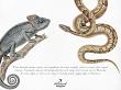 CU Vintage Fauna No 2 Reptiles And Amphibians by A Whimsical Adventure at Oscraps