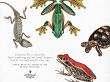 CU Vintage Fauna No 2 Reptiles And Amphibians by A Whimsical Adventure at Oscraps
