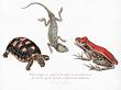 CU Vintage Fauna No 2 Reptiles And Amphibians by A Whimsical Adventure at Oscraps