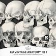 CU Vintage Anatomy No 1 Skulls by A Whimsical Adventure at Oscraps