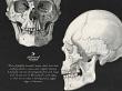 CU Vintage Anatomy No 1 Skulls by A Whimsical Adventure at Oscraps