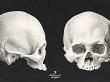 CU Vintage Anatomy No 1 Skulls by A Whimsical Adventure at Oscraps