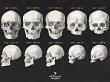 CU Vintage Anatomy No 1 Skulls by A Whimsical Adventure at Oscraps