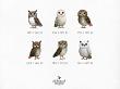 CU Whimsical Critters No 2 Hootie Friends by A Whimsical Adventure at Oscraps
