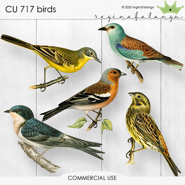 CU 717 BIRDS 