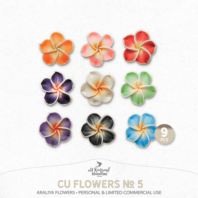 CU Flowers No 5 Araliya Flowers