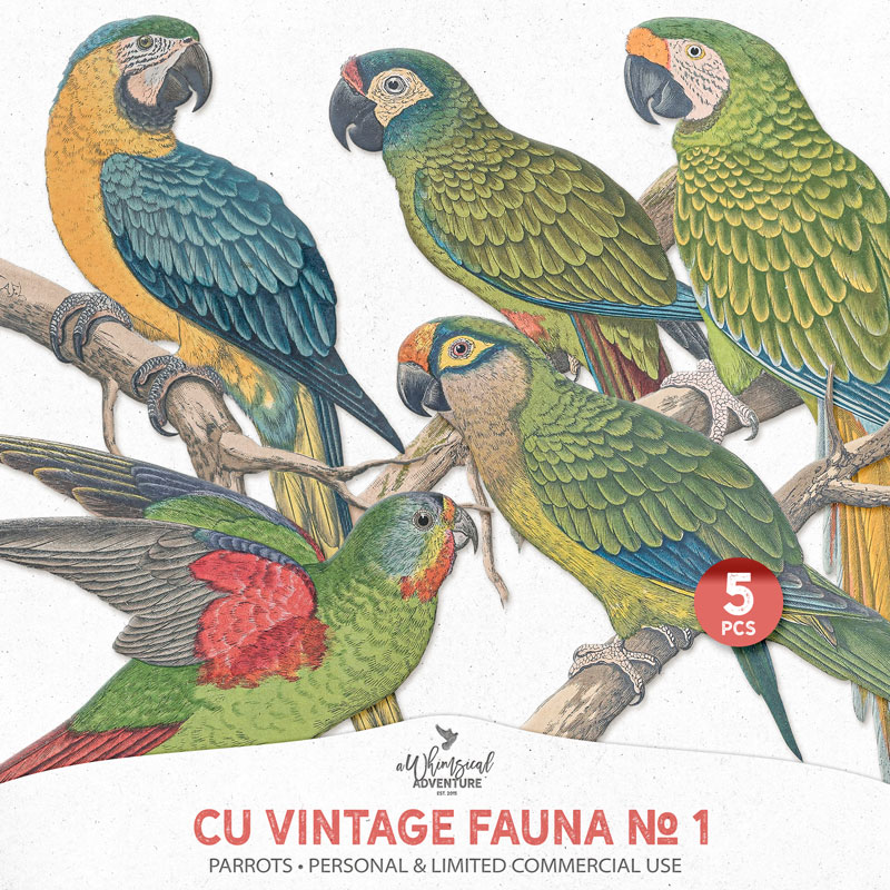 CU Vintage Fauna No 1 Parrots