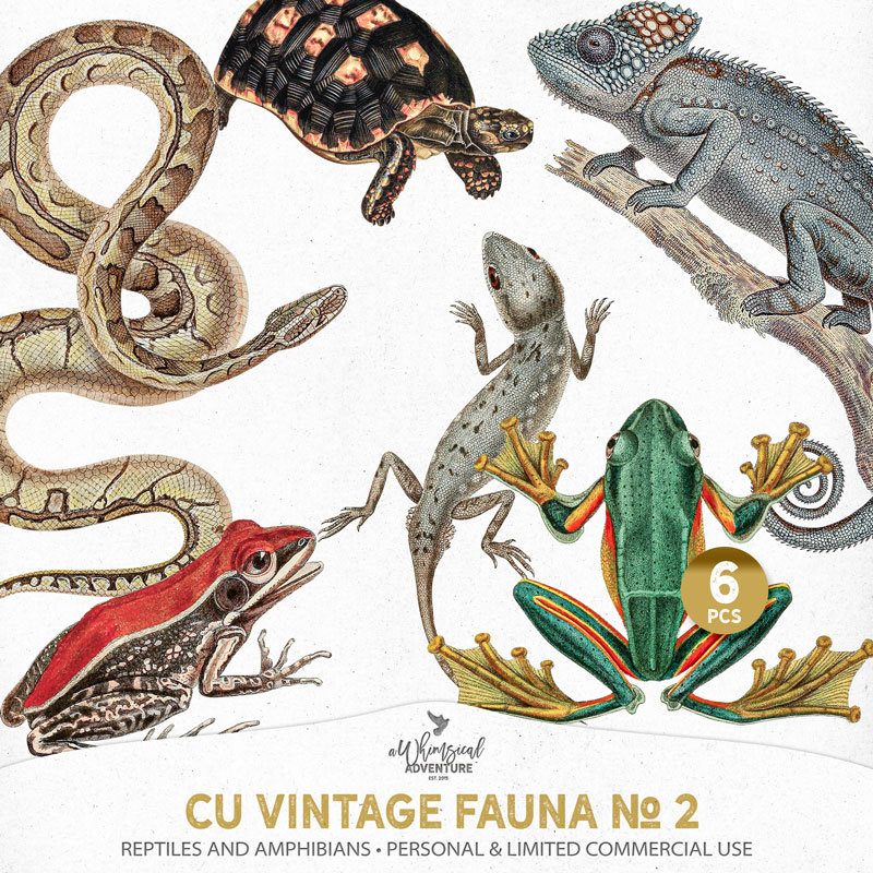 CU Vintage Fauna No 2 Reptiles And Amphibians