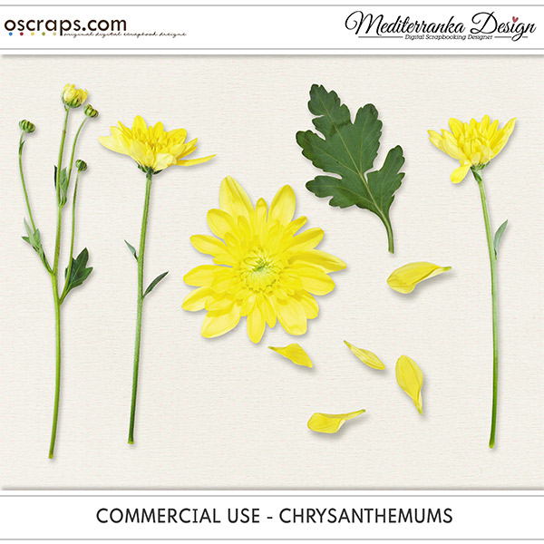 CU - Chrysanthemums