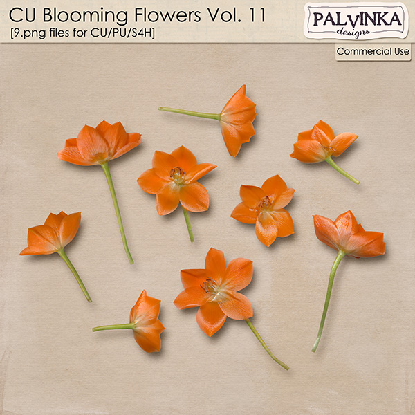 CU Blooming Flowers 11