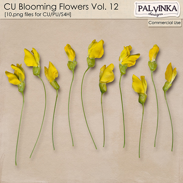 CU Blooming Flowers 12