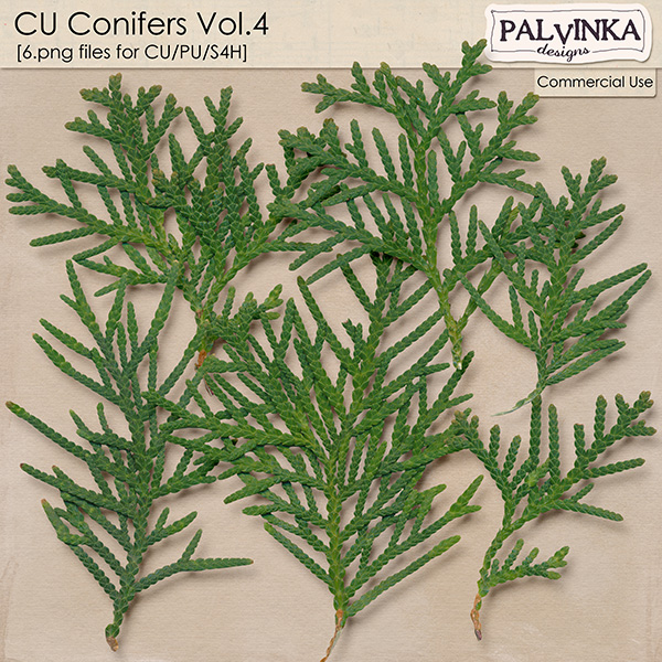 CU Conifers 4