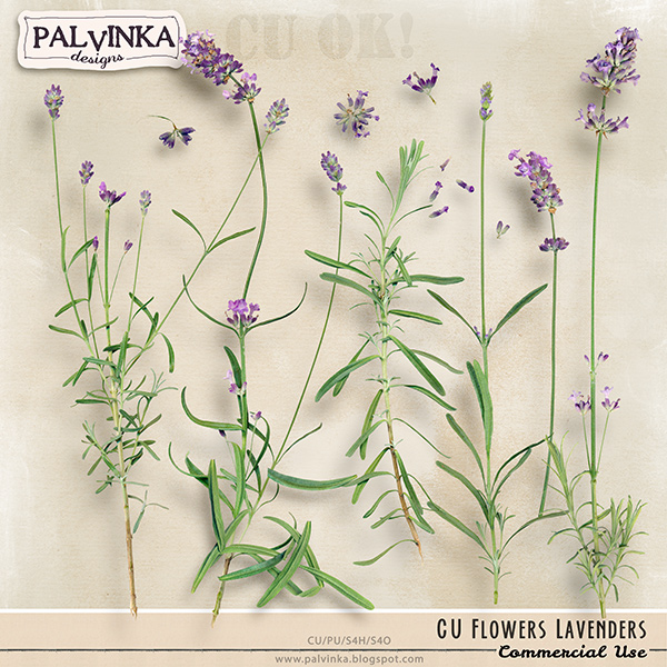 CU Flowers - Lavenders