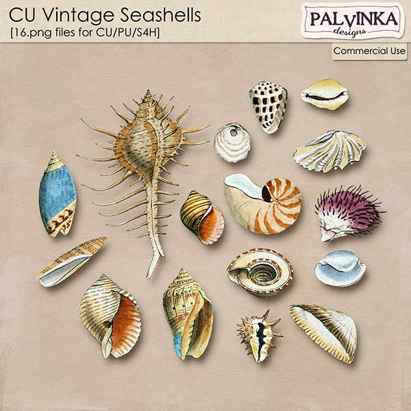 CU Vintage Seashells