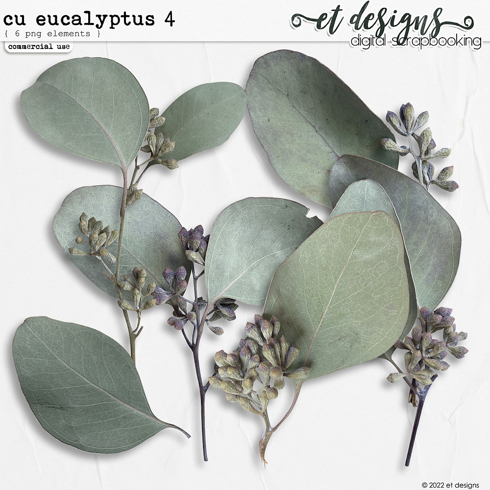 CU Eucalyptus 4 by et designs