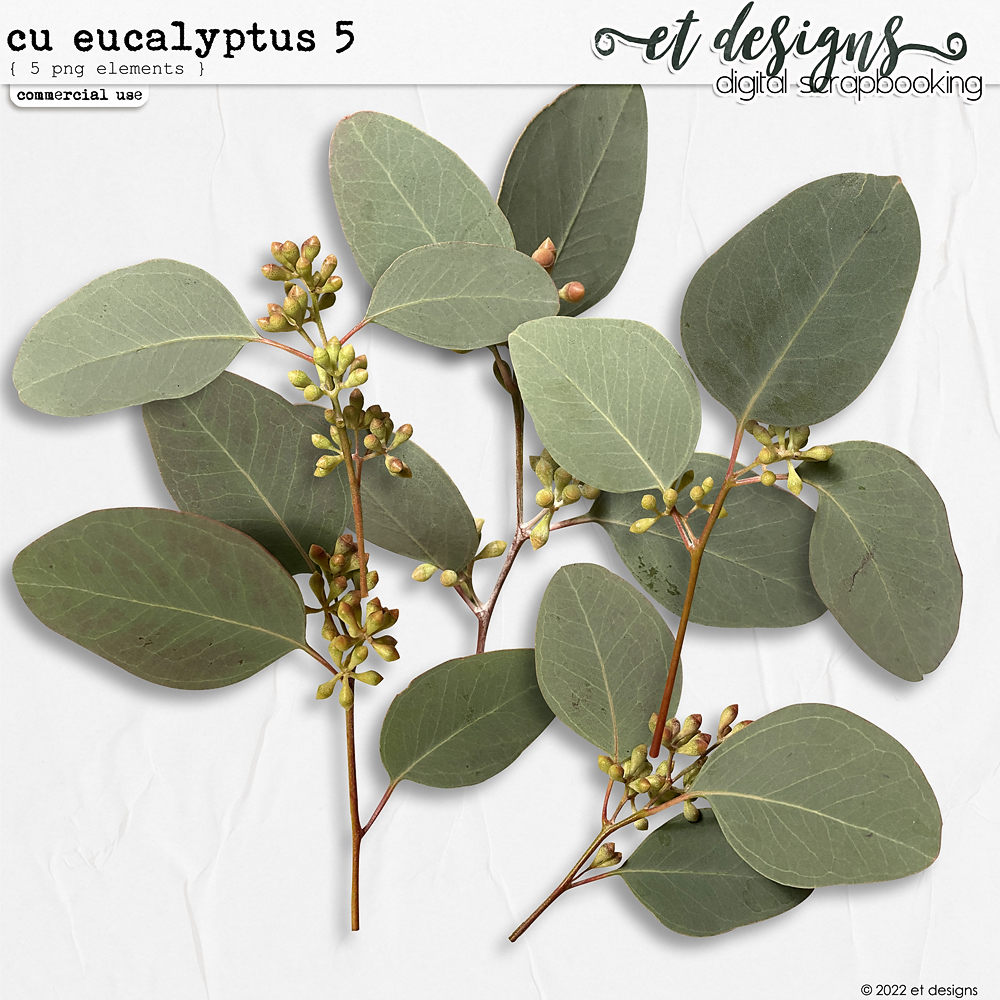 CU Eucalyptus 5 by et designs