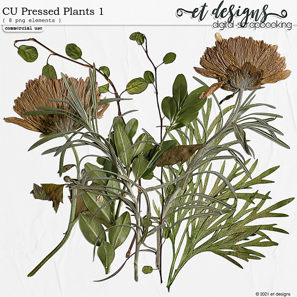 CU Pressed Plants 1