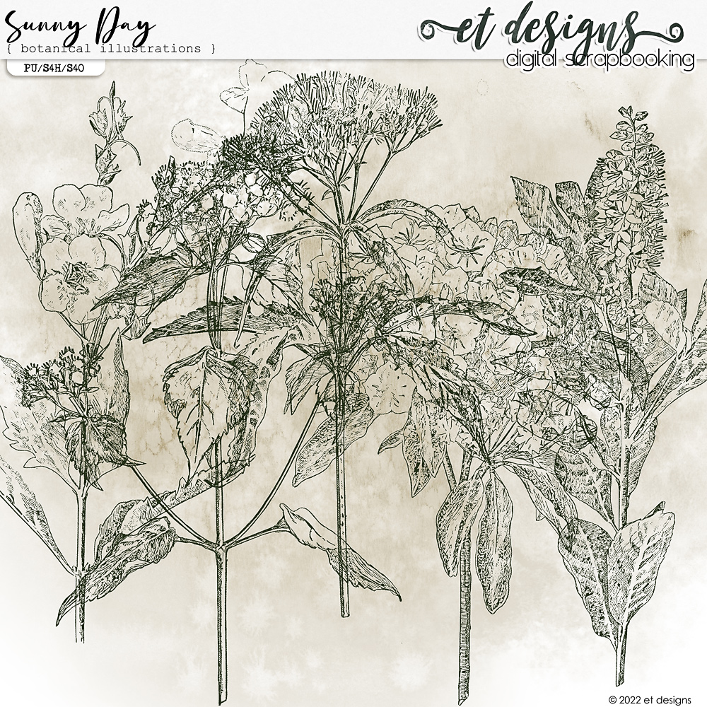 Sunny Day Botanical Illustrations by et designs