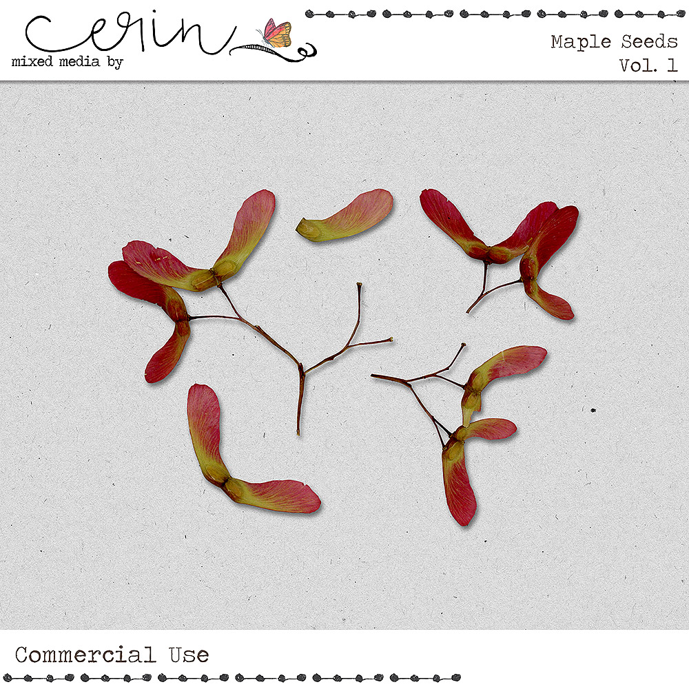 Maple Seeds Vol 1 (CU)  by Mixed Media by Erin