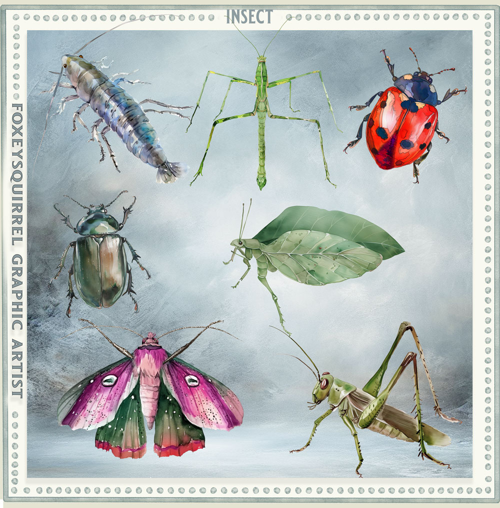 insect