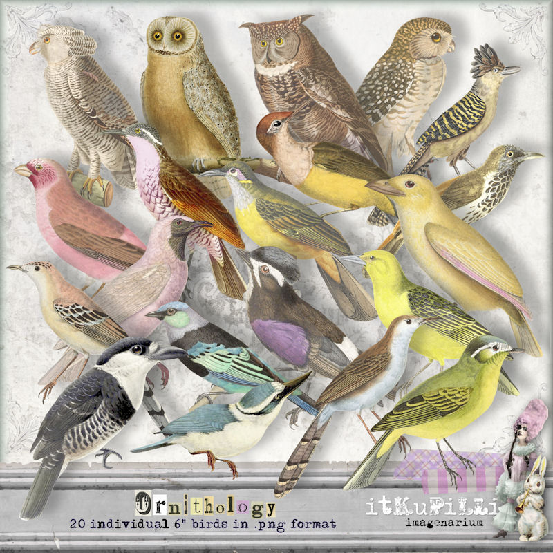 Ornithology by itKuPiLLi imagenarium