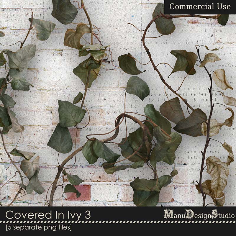 Covered In Ivy 3 - CU