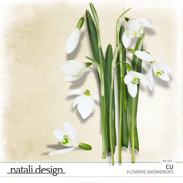 CU Flowers Snowdrop