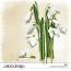 CU Snowdrops